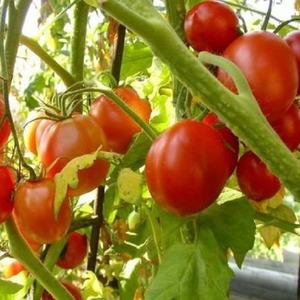 Wie man Palenque Hybrid Tomaten für eine bessere Ernte pflegt