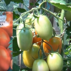 Wie man Palenque Hybrid Tomaten für eine bessere Ernte pflegt