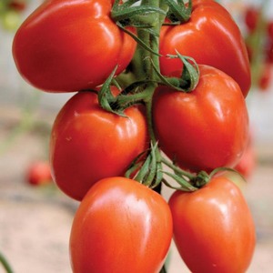 Wie man Palenque Hybrid Tomaten für eine bessere Ernte pflegt