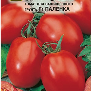 Wie man Palenque Hybrid Tomaten für eine bessere Ernte pflegt