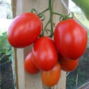 Wie man Palenque Hybrid Tomaten für eine bessere Ernte pflegt