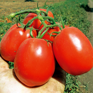 Wie man Palenque Hybrid Tomaten für eine bessere Ernte pflegt