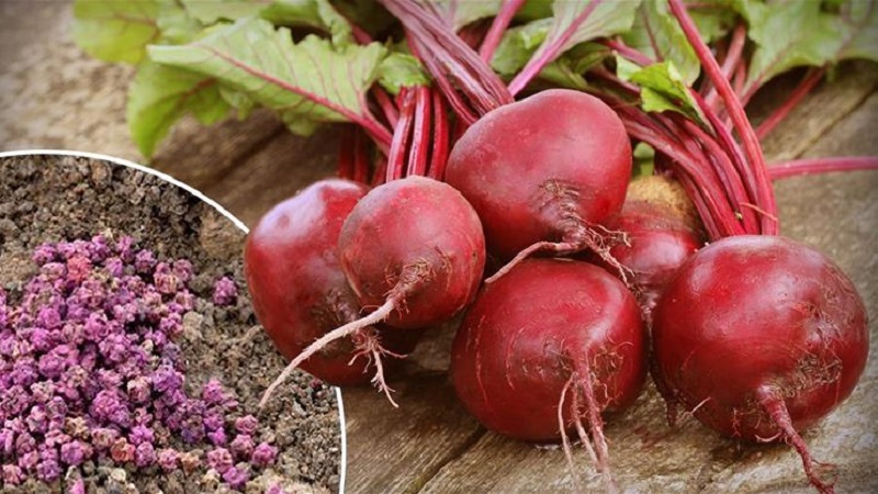 Wie man im Winter Rüben richtig pflanzt: Schritt für Schritt Anleitung und wichtige Nuancen