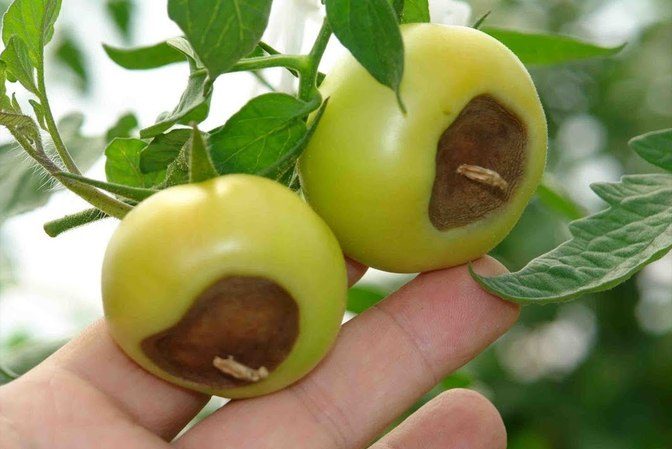 Tomate Demidov, berühmt für seine Ausdauer und beliebt bei Gärtnern