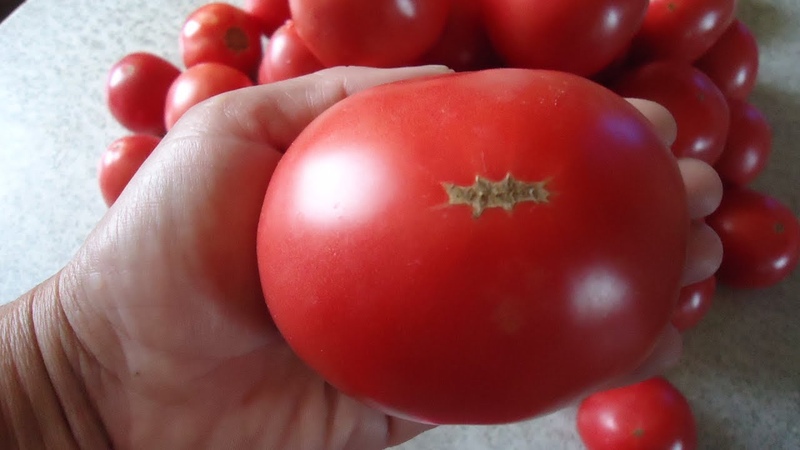 Tomato Demidov, renumit pentru rezistența sa și iubit de grădinari