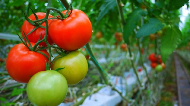 Tomate Demidov, berühmt für seine Ausdauer und beliebt bei Gärtnern