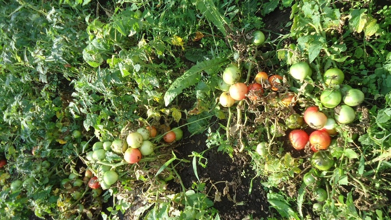 Tomate Demidov, berühmt für seine Ausdauer und von Gärtnern geliebt