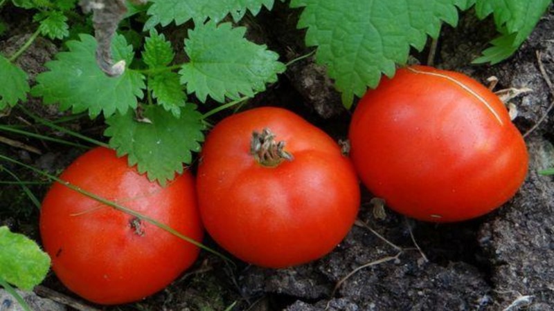 Ein Geschenk für Gärtner aus nördlichen Regionen mit einem schwierigen Klima - ein stabiles und produktives Tomaten-Schneeglöckchen