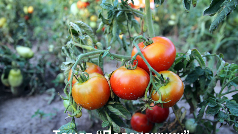 Ein Geschenk für Gärtner aus nördlichen Regionen mit einem schwierigen Klima - ein stabiles und produktives Tomaten-Schneeglöckchen