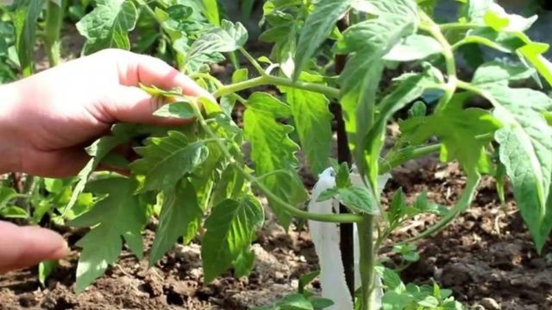 Ein Geschenk für Gärtner aus nördlichen Regionen mit einem schwierigen Klima - ein stabiles und produktives Tomaten-Schneeglöckchen