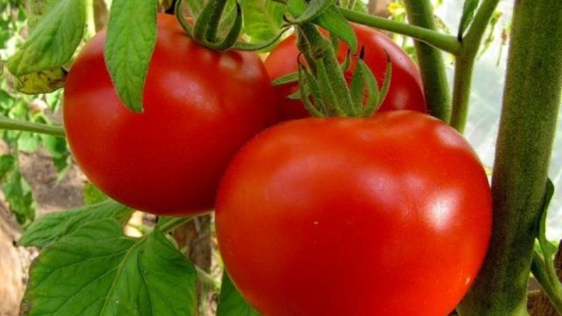 Ein Geschenk für Gärtner aus nördlichen Regionen mit einem schwierigen Klima - ein stabiles und produktives Tomaten-Schneeglöckchen