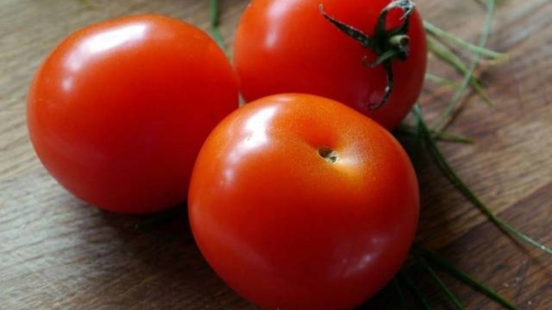 Ein Geschenk für Gärtner aus nördlichen Regionen mit einem schwierigen Klima - ein stabiles und produktives Tomaten-Schneeglöckchen