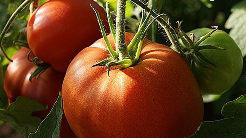 Tomatensorte, die Sie auf keinen Fall enttäuschen wird - Tomato Monomakh's Hat