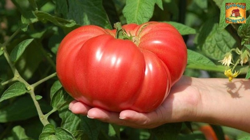 Tomatensorte, die Sie auf keinen Fall enttäuschen wird - Tomato Monomakh's Hat