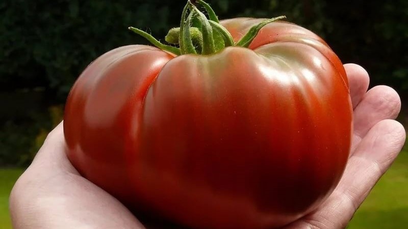 Tomatensorte, die Sie auf keinen Fall enttäuschen wird - Tomato Monomakh's Hat