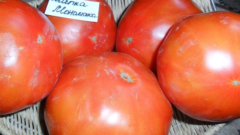 Tomatensorte, die Sie auf keinen Fall enttäuschen wird - Tomato Monomakh's Hat