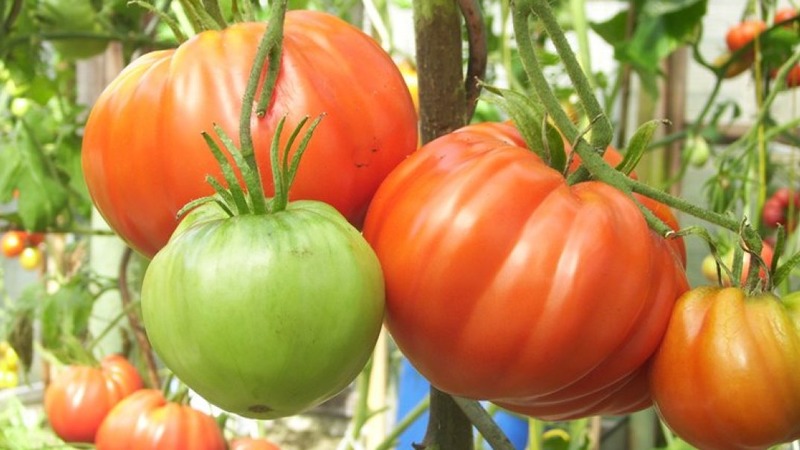 Tomatensorte, die Sie auf keinen Fall enttäuschen wird - Tomato Monomakh's Hat