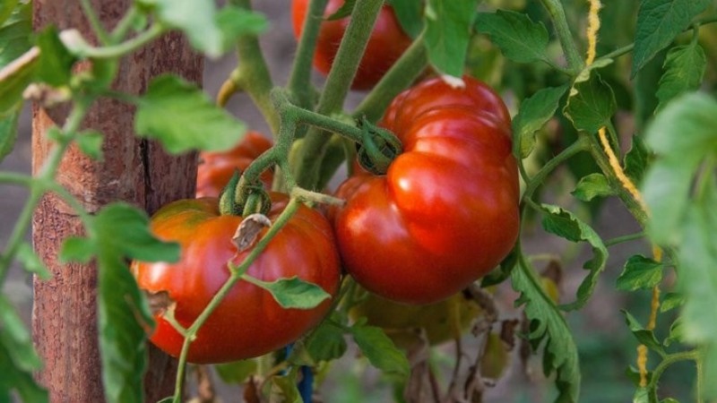 Eine widerstandsfähige Sorte für raue Wetterbedingungen - die berühmte Tomate Pride of Siberia