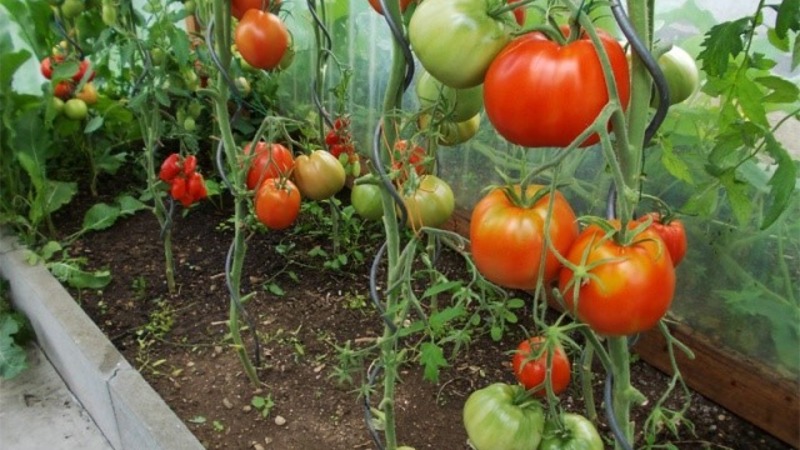 Eine widerstandsfähige Sorte für raue Wetterbedingungen - die berühmte Tomate Pride of Siberia