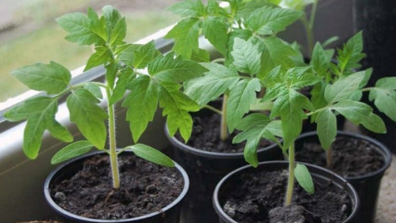 Eine widerstandsfähige Sorte für raue Wetterbedingungen - die berühmte Tomate Pride of Siberia