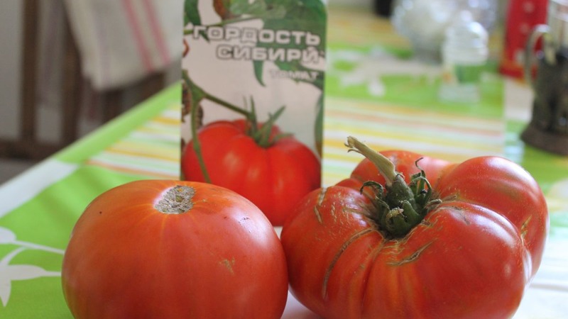 Eine widerstandsfähige Sorte für raue Wetterbedingungen - die berühmte Tomate Pride of Siberia