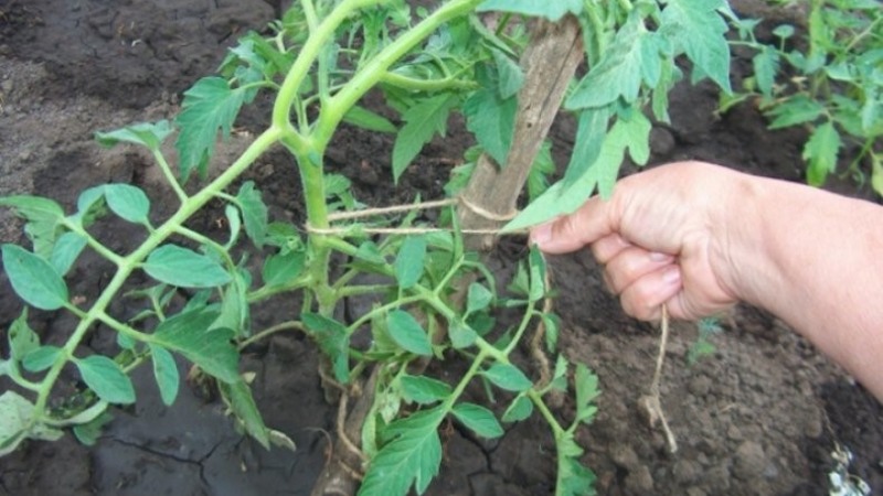 Eine widerstandsfähige Sorte für raue Wetterbedingungen - die berühmte Tomate Pride of Siberia