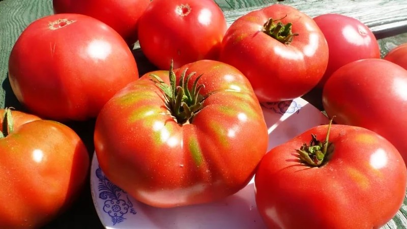 Eine widerstandsfähige Sorte für raue Wetterbedingungen - die berühmte Tomate Pride of Siberia