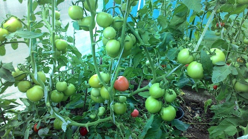 Eine neue Hybride mit kräftigen Büschen und reichlich Tomaten - Tomate Katrina f1