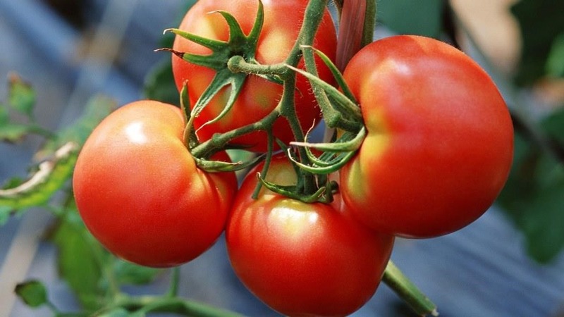 Eine neue Hybride mit kräftigen Büschen und einer reichen Tomatenernte - Tomate Katrina f1