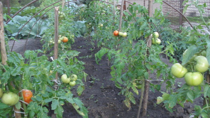 Eine neue Hybride mit kräftigen Büschen und reichlich Tomaten - Tomate Katrina f1