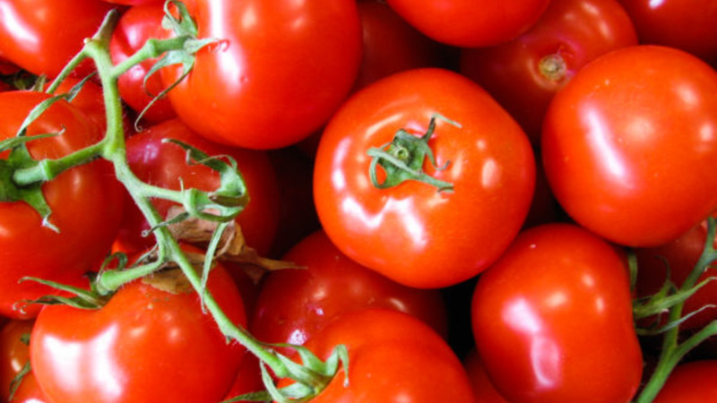 Eine neue Hybride mit kräftigen Büschen und reichlich Tomaten - Tomate Katrina f1