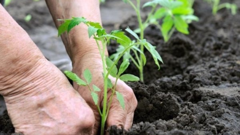 Eine neue Hybride mit kräftigen Büschen und einer reichen Tomatenernte - Tomate Katrina f1