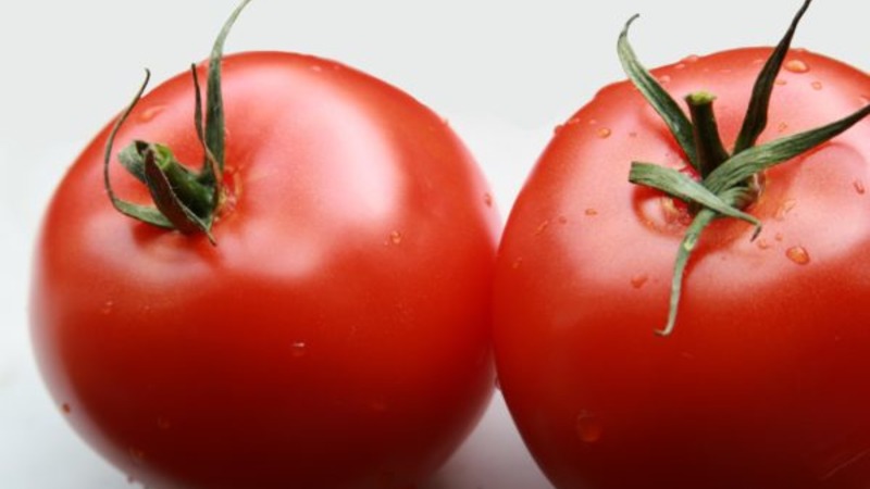 Eine neue Hybride mit kräftigen Büschen und einer reichen Tomatenernte - Tomate Katrina f1