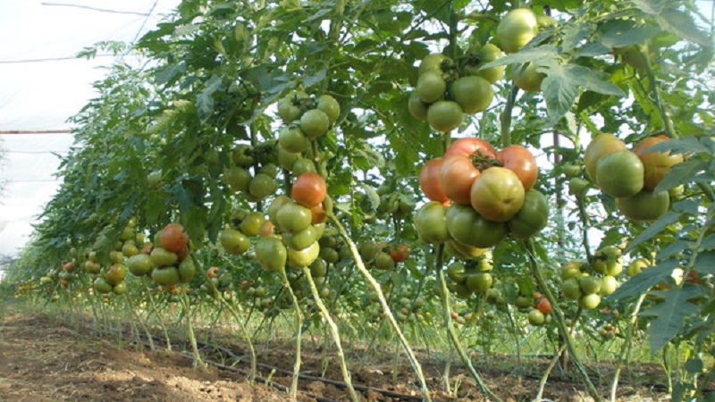 Auf unserer Website bauen wir eine riesige Tomate an: Sie pflanzen Geheimnisse und Pflegetipps