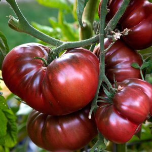 Auf unserer Website bauen wir eine riesige Tomate an: Sie pflanzen Geheimnisse und Pflegetipps