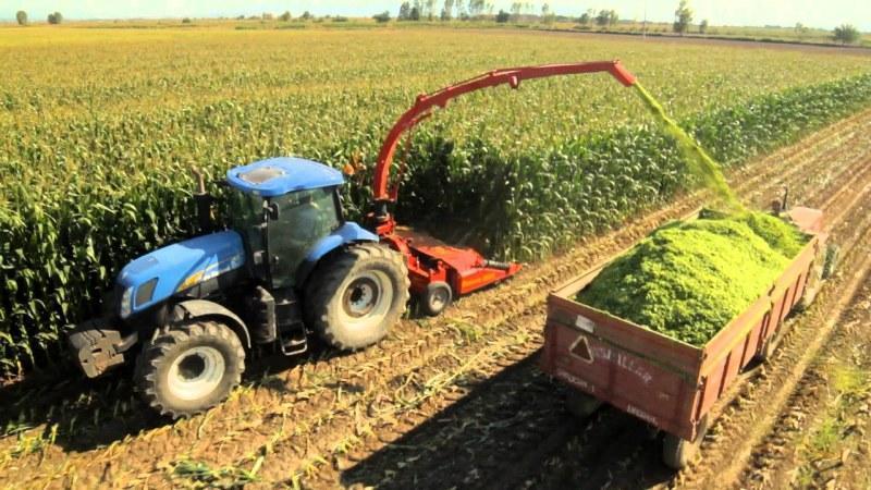 Wie ist der Anbau und die Ernte von Mais für die Silage: die Geheimnisse der Agrartechnologie von der Aussaat bis zur Lagerung der Ernte