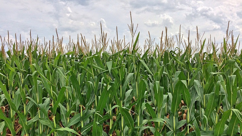 Wie ist der Anbau und die Ernte von Mais für die Silage: die Geheimnisse der Agrartechnologie von der Aussaat bis zur Lagerung der Ernte