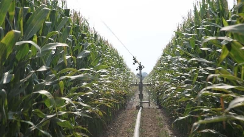 Wie ist der Anbau und die Ernte von Mais für die Silage: die Geheimnisse der Agrartechnologie von der Aussaat bis zur Lagerung der Ernte