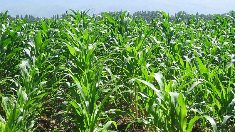 Wie ist der Anbau und die Ernte von Mais für die Silage: die Geheimnisse der Agrartechnologie von der Aussaat bis zur Lagerung der Ernte