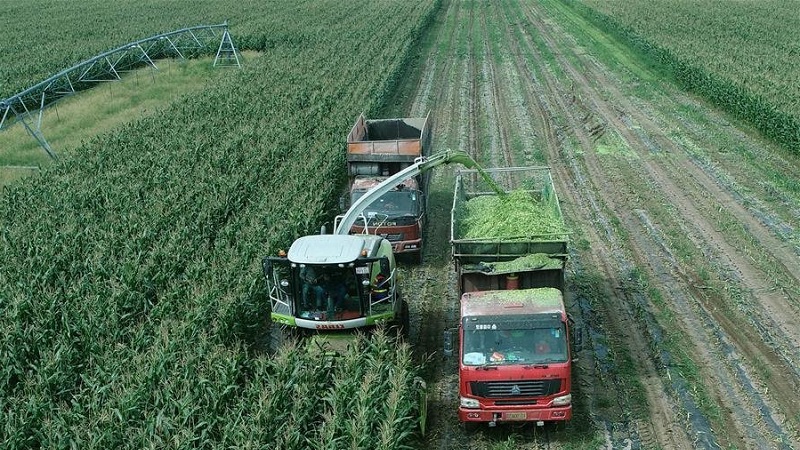 Wie ist der Anbau und die Ernte von Mais für die Silage: die Geheimnisse der Agrartechnologie von der Aussaat bis zur Lagerung der Ernte