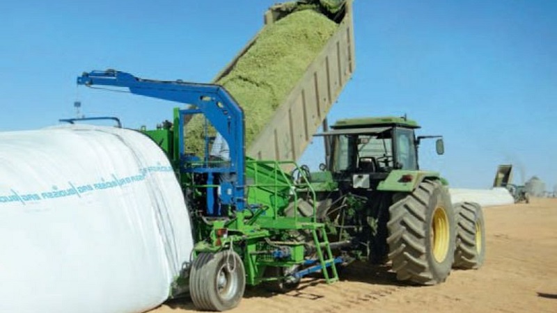 Wie ist der Anbau und die Ernte von Mais für die Silage: die Geheimnisse der Agrartechnologie von der Aussaat bis zur Lagerung der Ernte