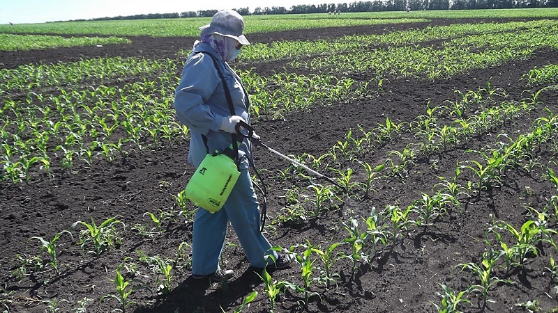 Wie ist der Anbau und die Ernte von Mais für die Silage: die Geheimnisse der Agrartechnologie von der Aussaat bis zur Lagerung der Ernte