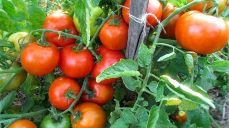 Wir bauen auf freiem Feld eine reiche Ernte an - die resistente Vityaz-Tomate