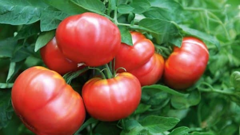 Wir bauen auf freiem Feld eine reiche Ernte an - die resistente Tomate Vityaz