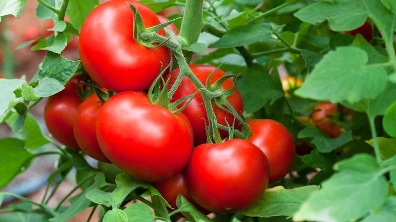 Wir bauen auf freiem Feld eine reiche Ernte an - die resistente Tomate Vityaz