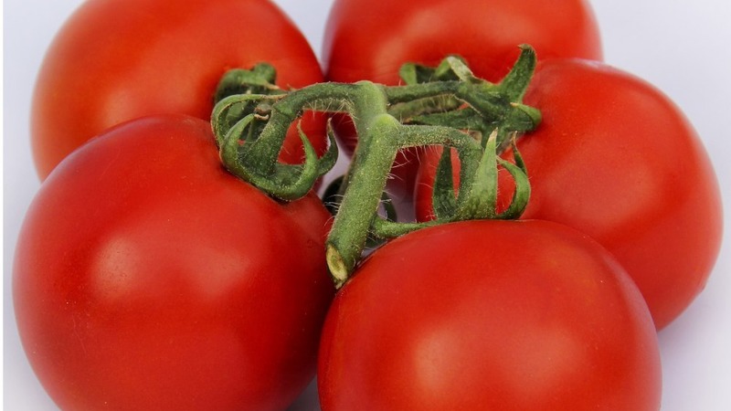 Wir bauen auf freiem Feld eine reiche Ernte an - die resistente Tomate Vityaz