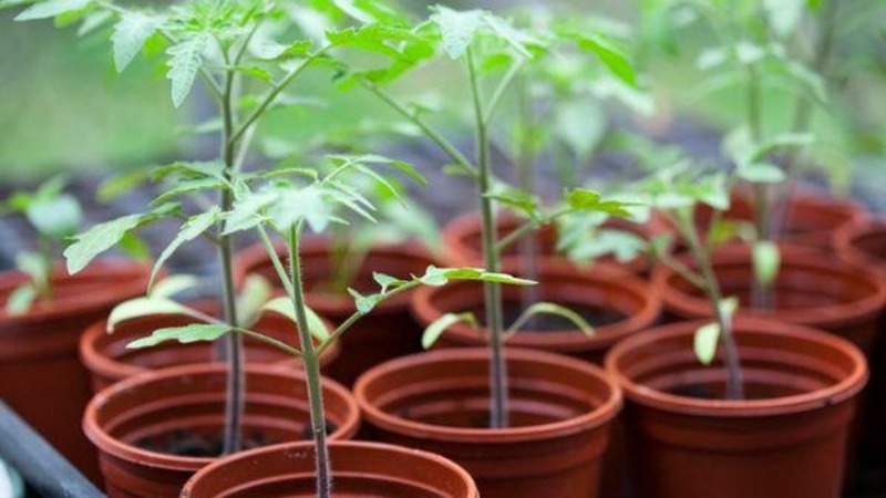 Wir bauen auf freiem Feld eine reiche Ernte an - die resistente Tomate Vityaz