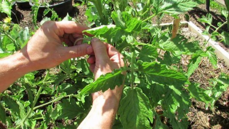 Wir bauen auf freiem Feld eine reiche Ernte an - die resistente Vityaz-Tomate