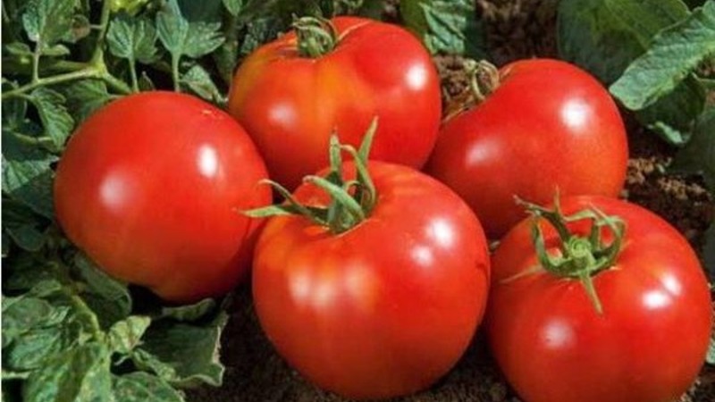 Wir bauen auf freiem Feld eine reiche Ernte an - die resistente Tomate Vityaz