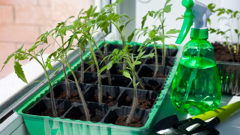 Wir bauen auf freiem Feld eine reiche Ernte an - die resistente Tomate Vityaz